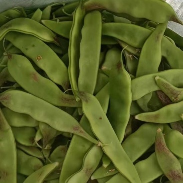 东北一点红油豆角