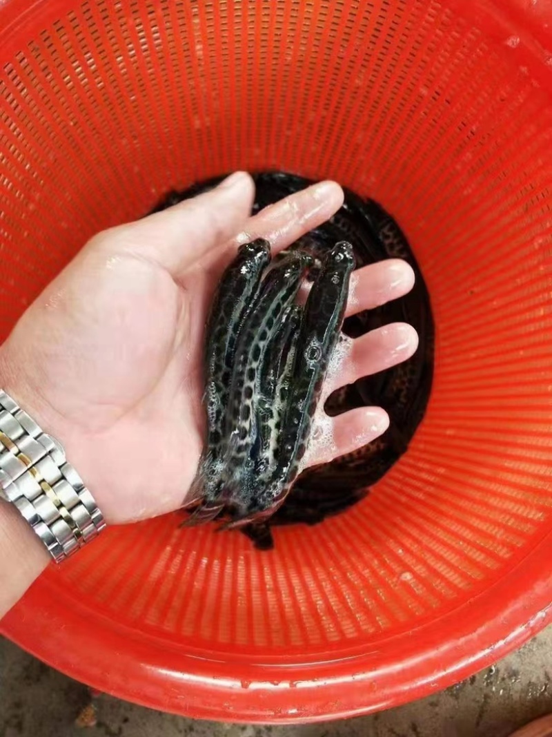 江苏精品小黑花黑鱼苗，包质量死伤包陪，好养活欢迎老板选购