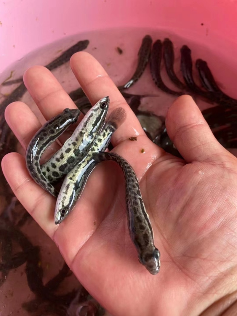 江苏精品小黑花黑鱼苗，包质量死伤包陪，好养活欢迎老板选购