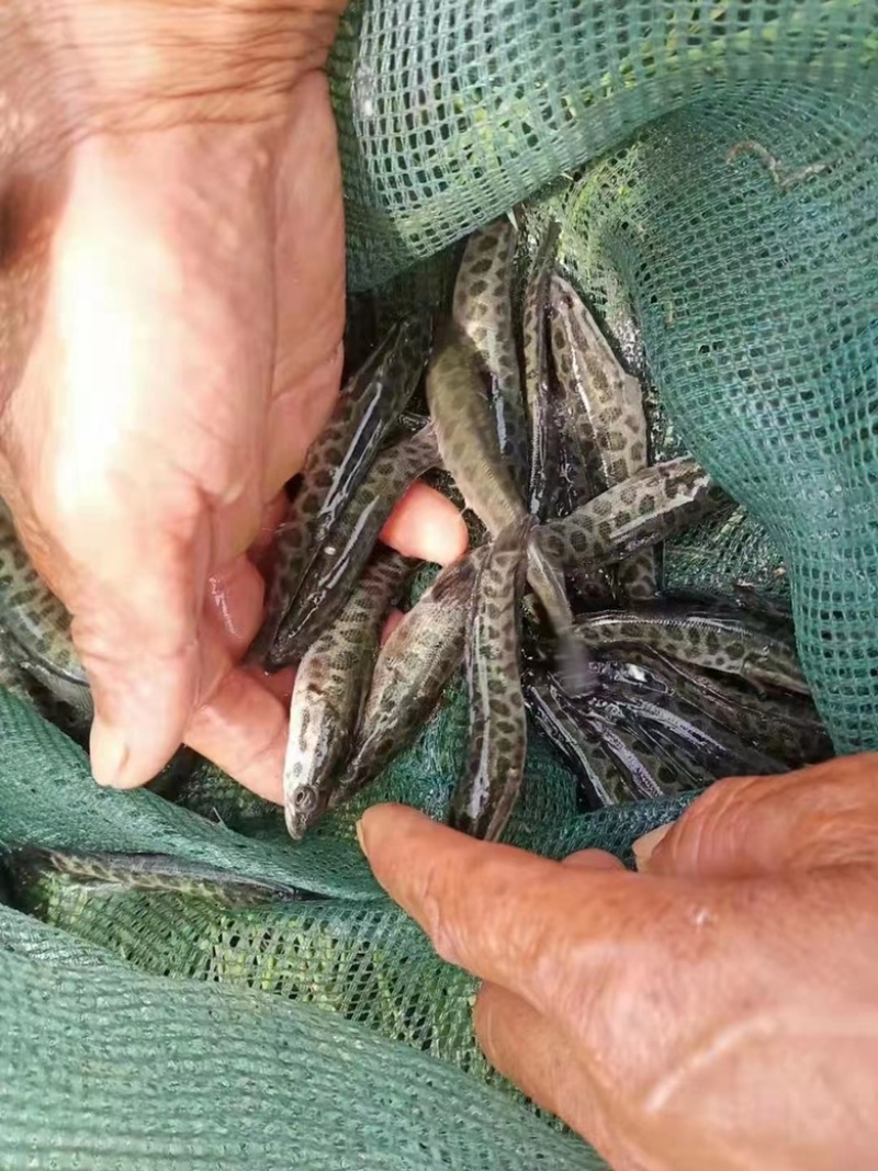 江苏精品小黑花黑鱼苗，包质量死伤包陪，好养活欢迎老板选购