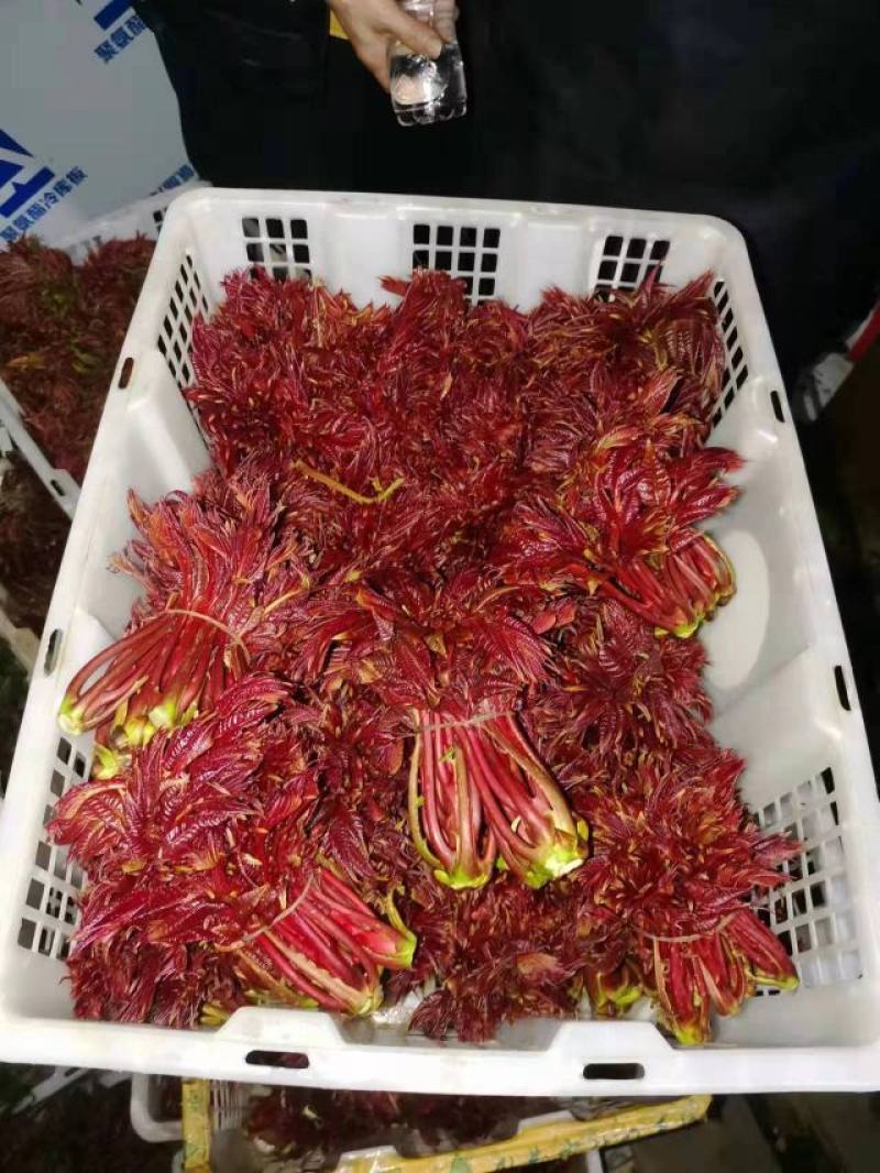 露天鲜香椿.产地直销一手货源.货源稳定供应.品质保证.