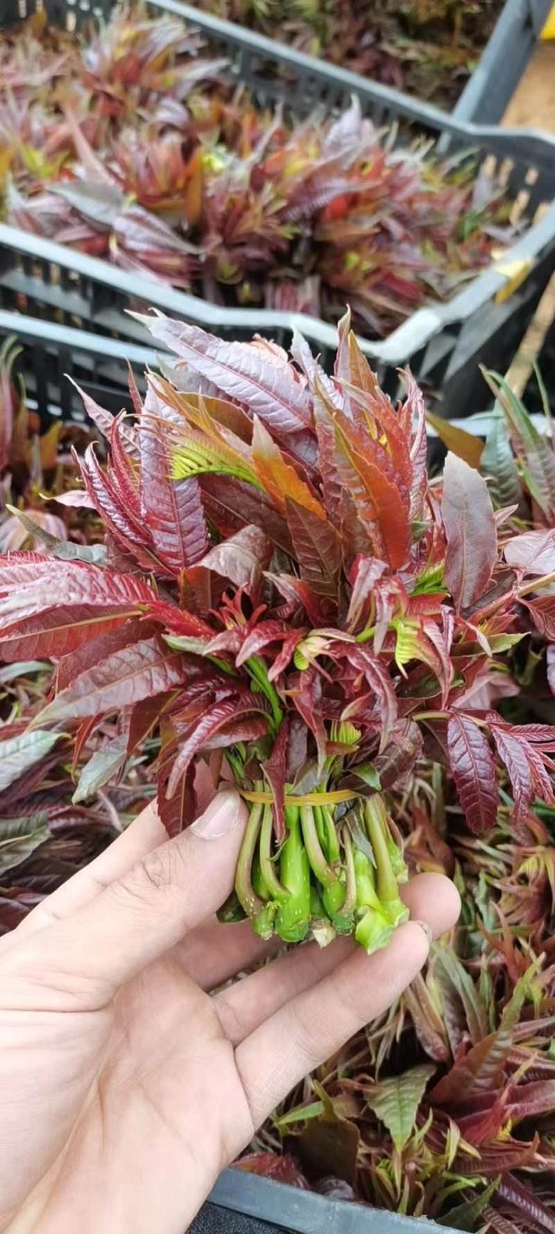 露天鲜香椿.产地直销一手货源.货源稳定供应.品质保证.