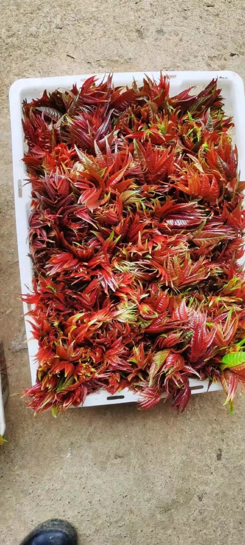 【精品】云南红香椿，基地直发，精品货源包邮。