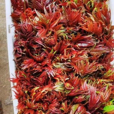 香椿.香椿芽.【产地直发】精品一手货源红香椿，现摘现发。