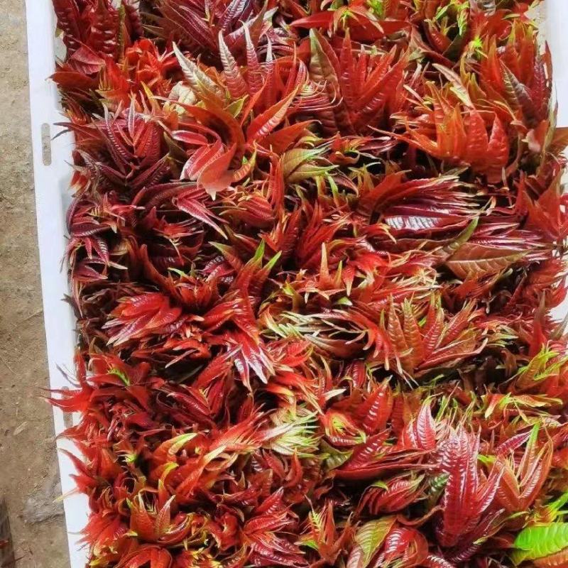 香椿.香椿芽.【产地直发】精品一手货源红香椿，现摘现发。