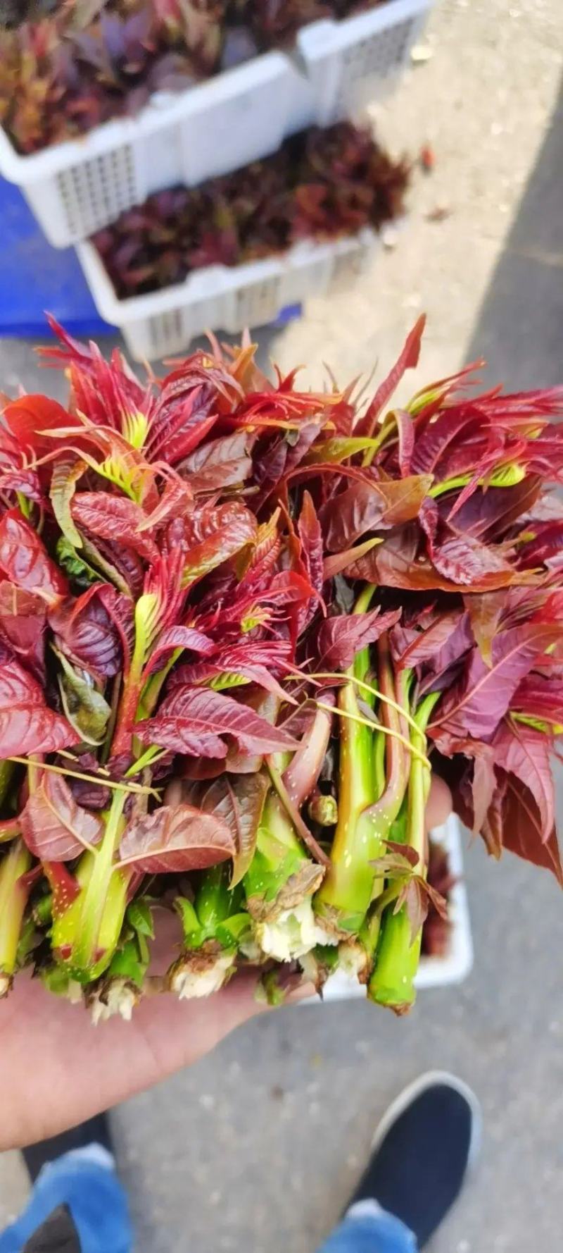 香椿.香椿芽.【产地直发】精品一手货源红香椿，现摘现发。