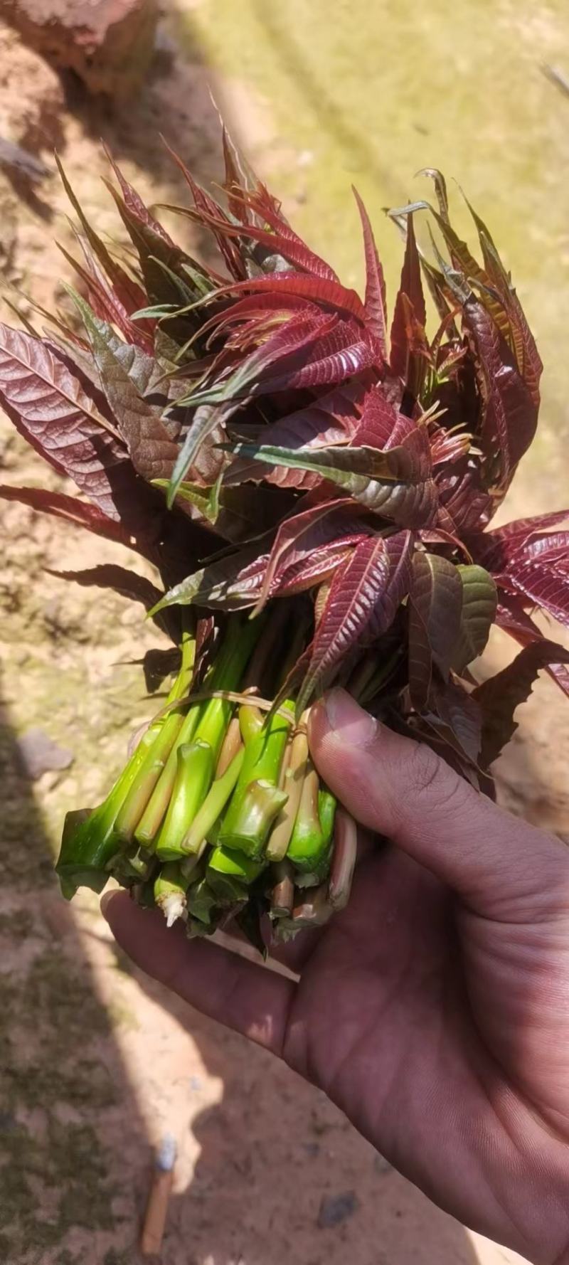 香椿.云南一手货源，红香椿，现摘现发厂地直销品质保证。