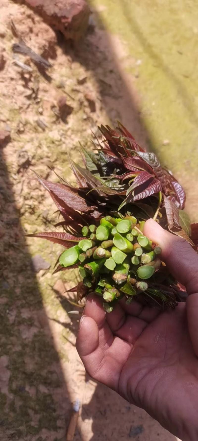 香椿.云南一手货源，红香椿，现摘现发厂地直销品质保证。