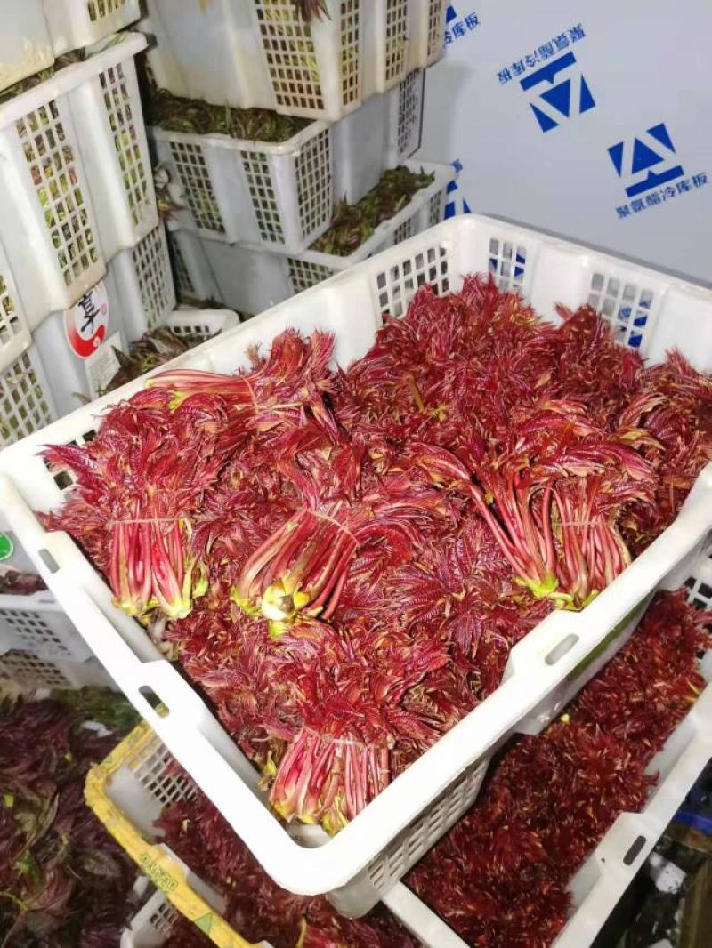 香椿.云南一手货源，红香椿，现摘现发厂地直销品质保证。