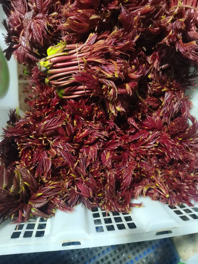 香椿.云南一手货源，红香椿，现摘现发厂地直销品质保证。