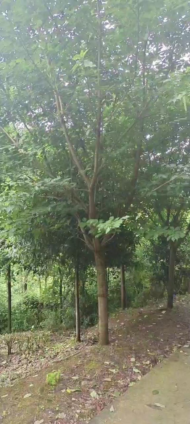 12公分精品樱花，基地直供，树型优美，常年大量供应