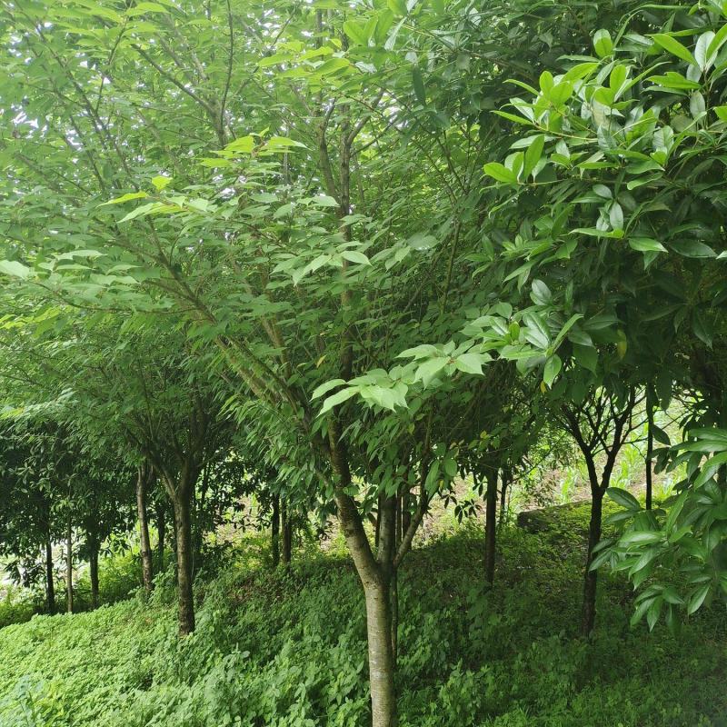 12公分精品樱花，基地直供，树型优美，常年大量供应