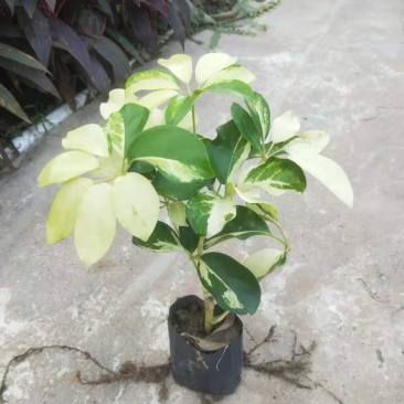 大量七斤袋花叶鸭脚木出售