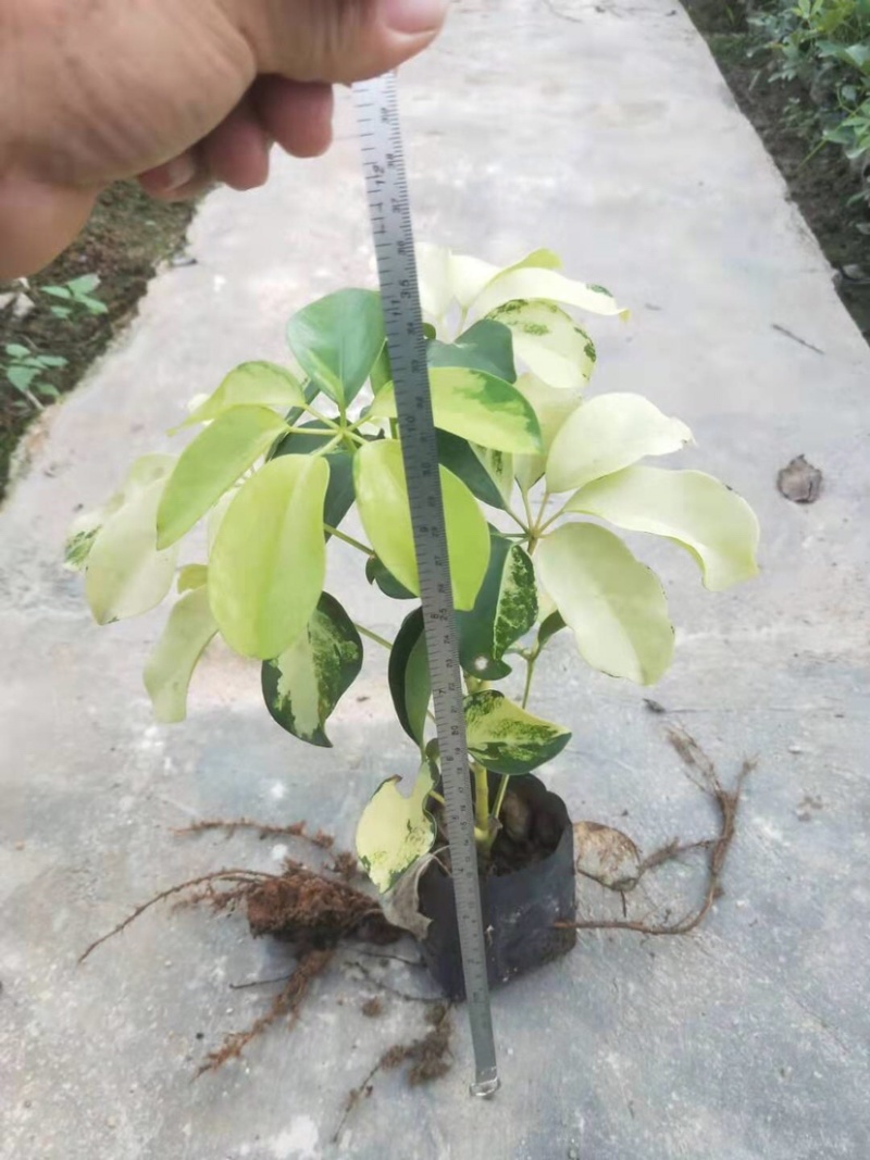 大量七斤袋花叶鸭脚木出售