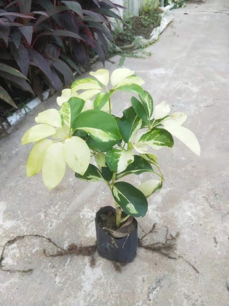 大量七斤袋花叶鸭脚木出售
