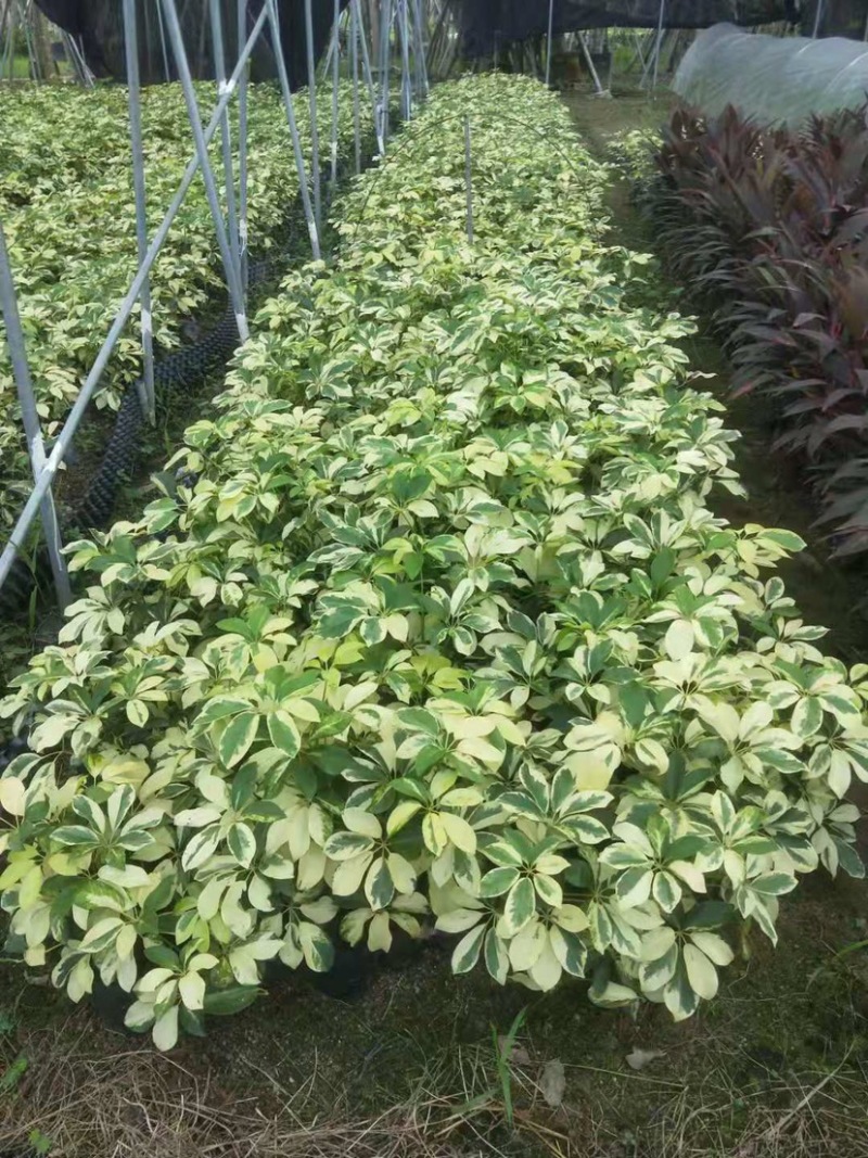 大量七斤袋花叶鸭脚木出售