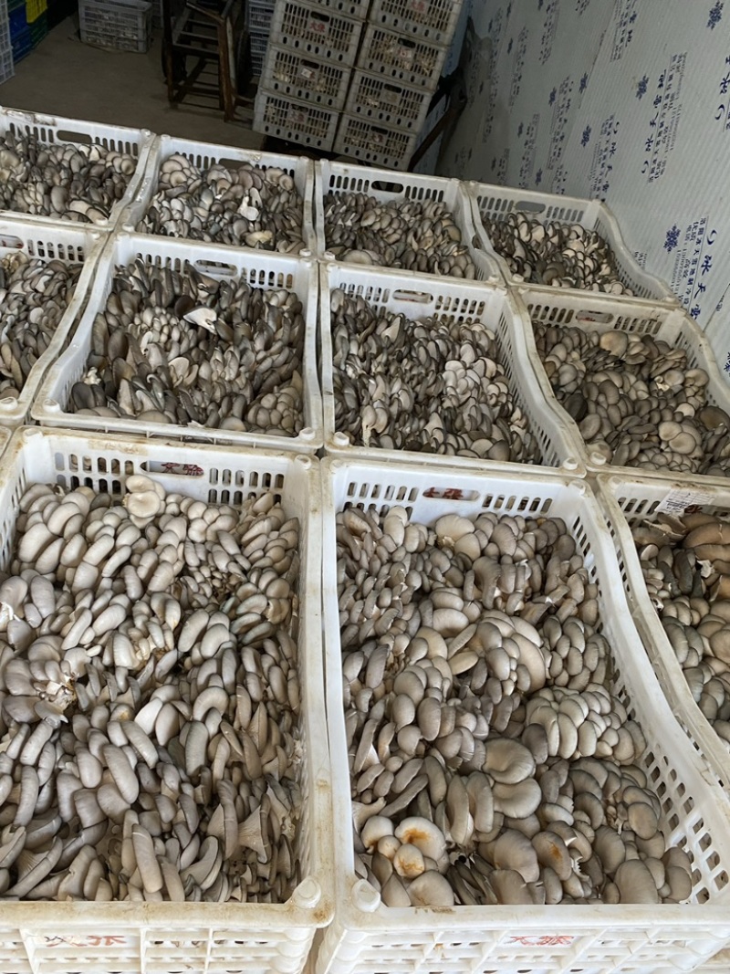 精品小叶平菇