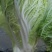10亩小包23，黄心白菜