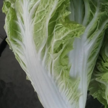 10亩小包23，黄心白菜