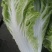 10亩小包23，黄心白菜