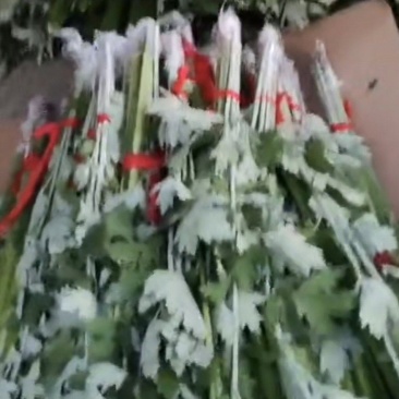 艾草菖蒲