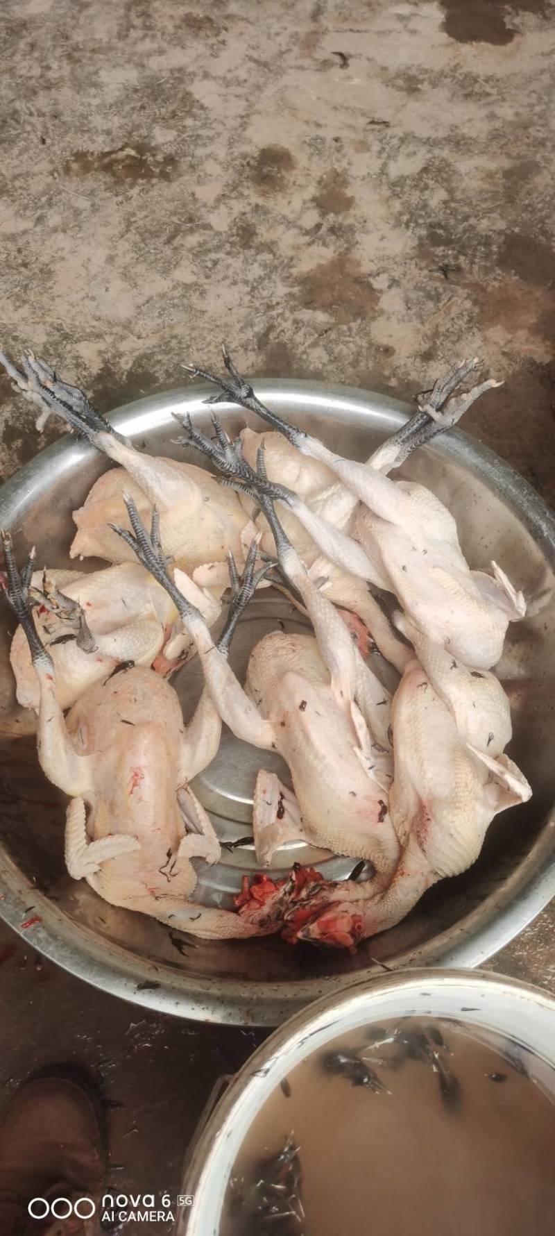 土鸡