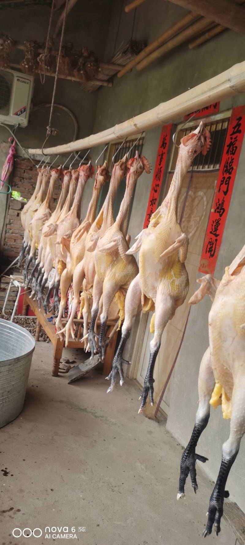 土鸡