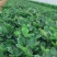 【热卖中】草莓苗香野假植草莓苗根系发达，补苗神器