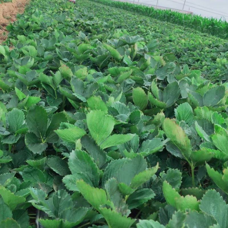 【热卖中】草莓苗香野假植草莓苗根系发达，补苗神器