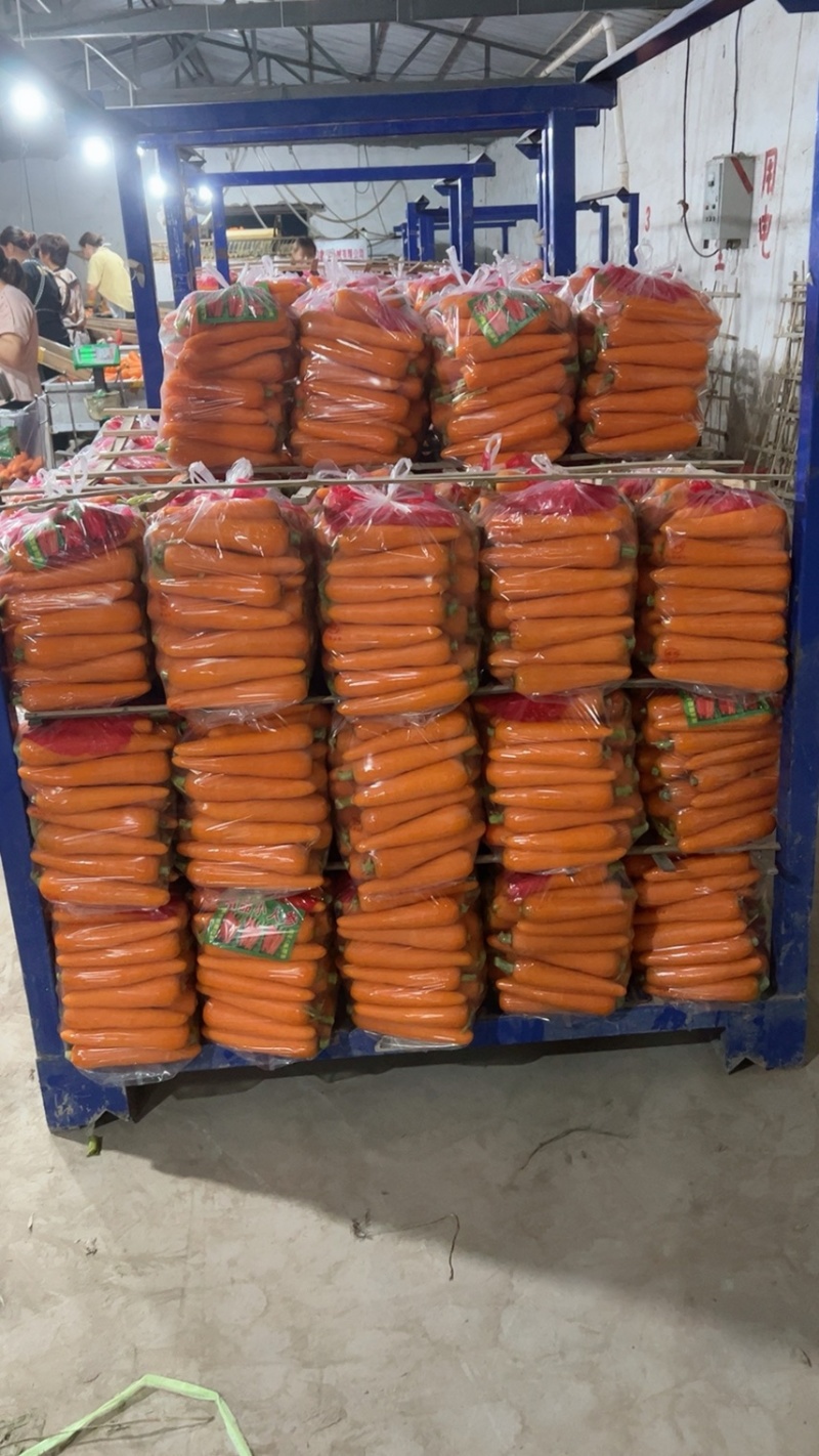 精品中条