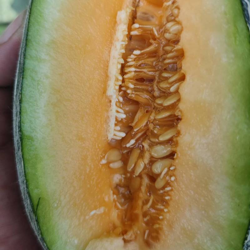 西州蜜青龙密个大保甜456