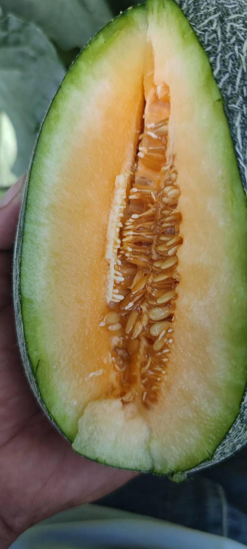 西州蜜青龙密个大保甜456