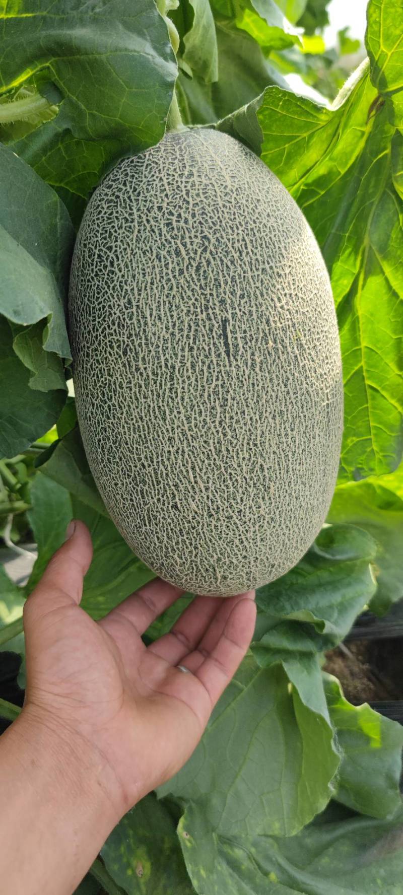 西州蜜青龙密个大保甜456