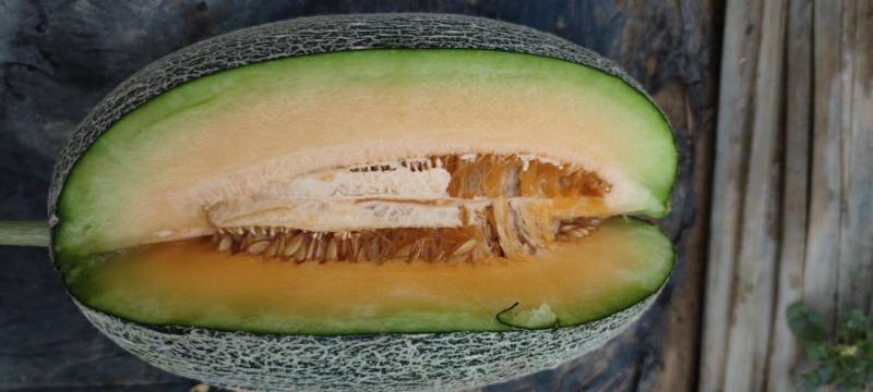 西州蜜青龙密个大保甜456