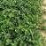 【热卖中】草莓苗香野假植草莓苗根系发达，补苗神器