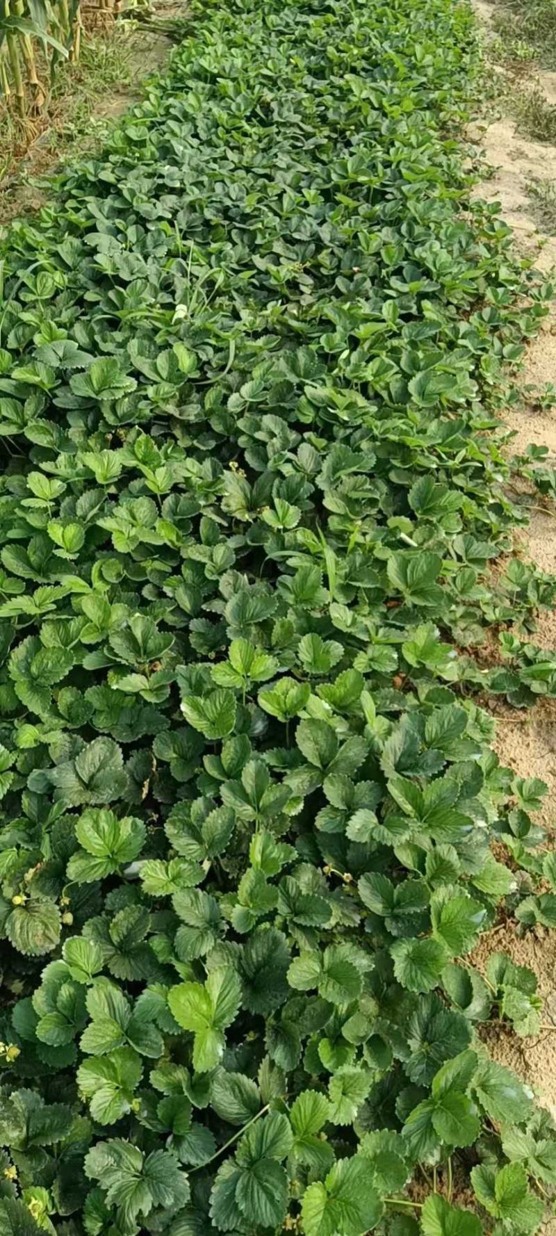 【热卖中】草莓苗香野假植草莓苗根系发达，补苗神器