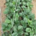 【热卖中】草莓苗香野假植草莓苗根系发达，补苗神器
