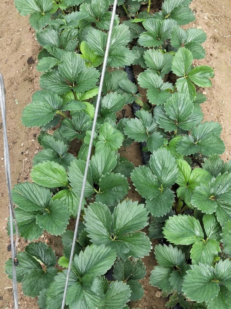 【热卖中】草莓苗香野假植草莓苗根系发达，补苗神器