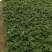 【热卖中】草莓苗香野假植草莓苗根系发达，补苗神器