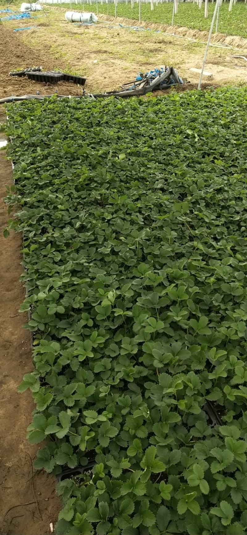 【热卖中】草莓苗香野假植草莓苗根系发达，补苗神器