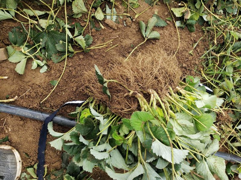 【热卖中】草莓苗香野假植草莓苗根系发达，补苗神器