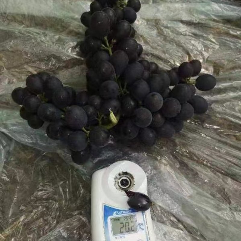 精品玫瑰香葡萄大量上市，出汁多酒厂饮料厂可以联系了糖度高