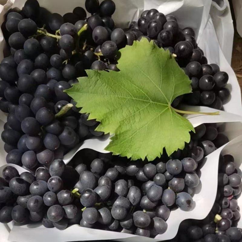 精品玫瑰香葡萄大量上市，出汁多酒厂饮料厂可以联系了糖度高