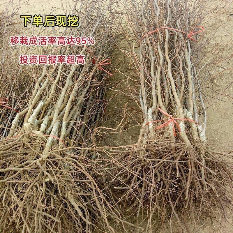 枣树苗嫁接耐寒大果蟠枣苗当年结果盆栽地栽适合南北方庭院种