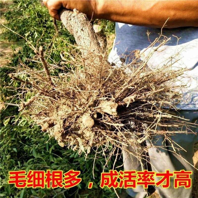 枣树苗嫁接耐寒大果蟠枣苗当年结果盆栽地栽适合南北方庭院种
