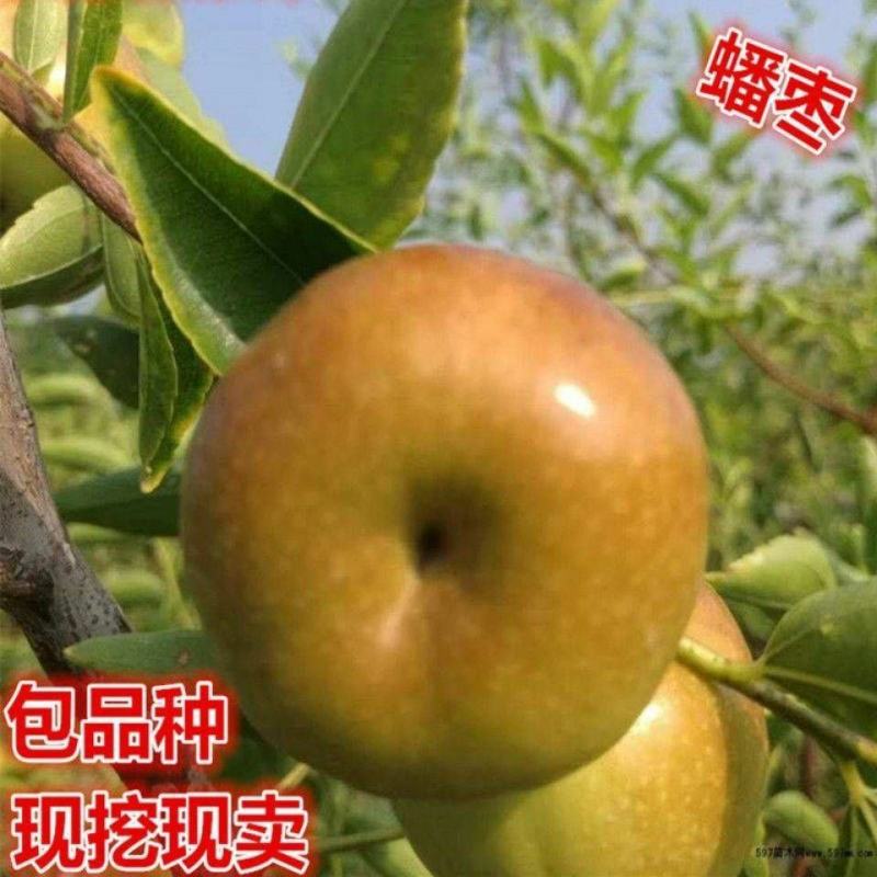 枣树苗嫁接耐寒大果蟠枣苗当年结果盆栽地栽适合南北方庭院种