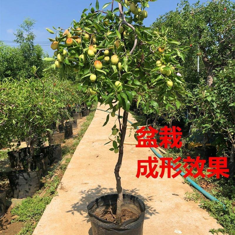 枣树苗嫁接耐寒大果蟠枣苗当年结果盆栽地栽适合南北方庭院种