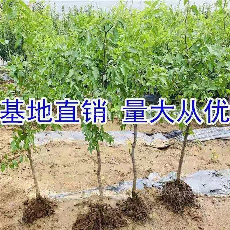 枣树苗嫁接耐寒大果蟠枣苗当年结果盆栽地栽适合南北方庭院种