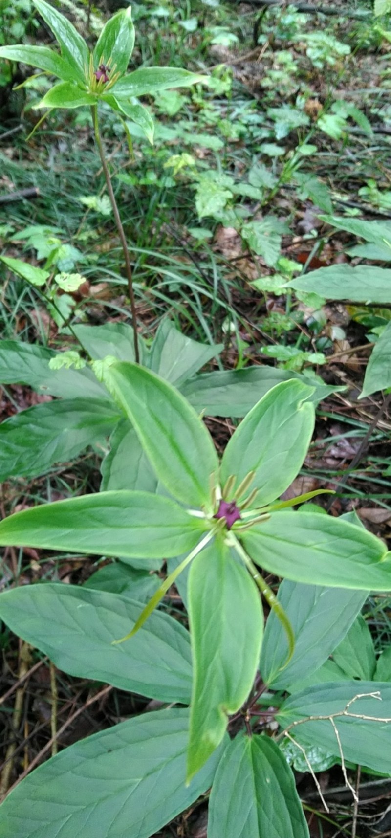 七叶一枝花，野生重楼，大量野生重楼种子出售