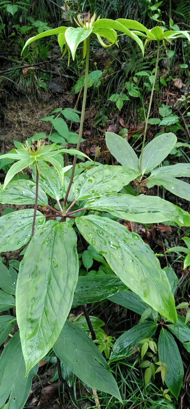 七叶一枝花，野生重楼，大量野生重楼种子出售